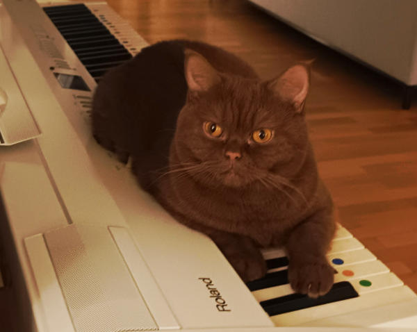 Katzen Housesitting I Hohen Neuendorf