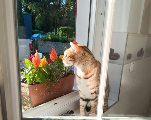 Katzen mobiles Housesittung I Hohen Neuendorf