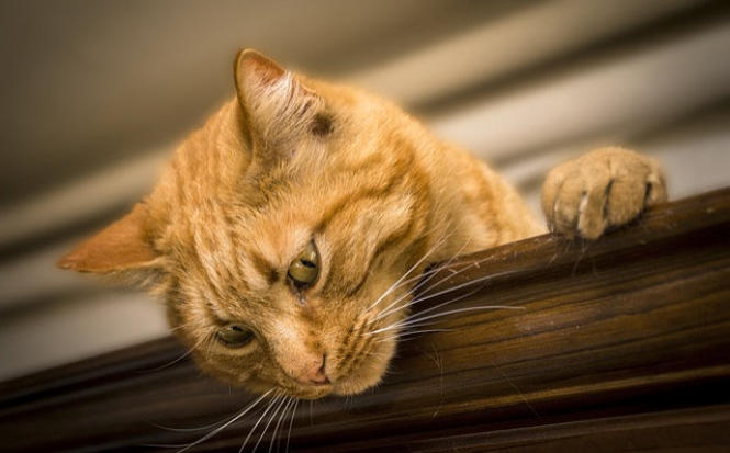 Katzen mobiles Housesittung I Hohen Neuendorf