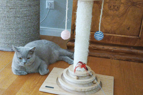 Katzen mobiles Housesittung I Hohen Neuendorf